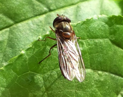 Syrphidae sp.   2017-04-18   Poznań