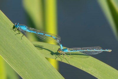 Nimfa stawowa (Enallagma cyathigerum)