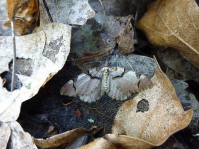 23) Anticlea derivata 13.04.2017 Droglowice