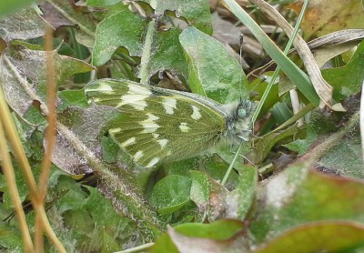 Pontia edusa