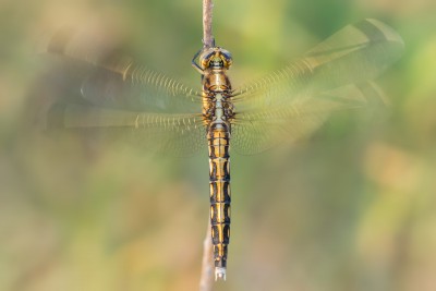 Orthetrum albistylum - samica 2015-06-05 Dąb Polski