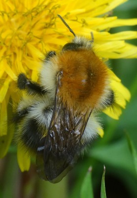 Bombus pascuorum?