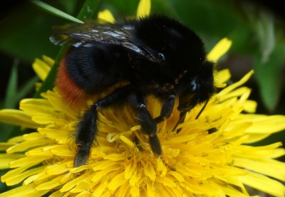 a. Bombus lapidarius?