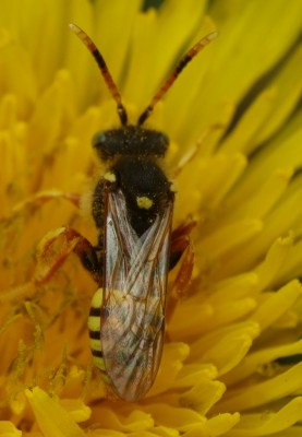 Nomada