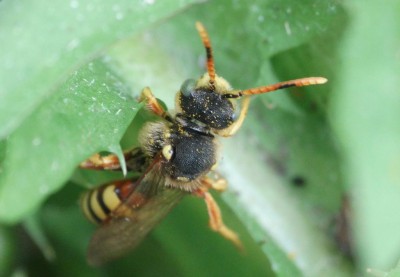 Nomada (a)