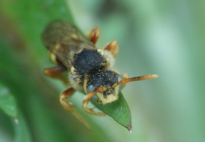 Nomada (b)