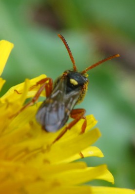 Nomada