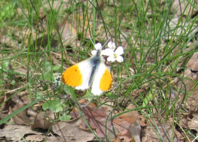 Anthocharis cardamines