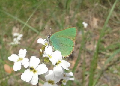 Callophrys rubi