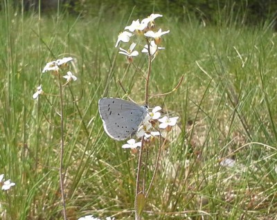 Celastrina argiolus