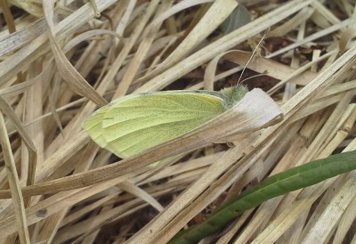 Pieris rapae