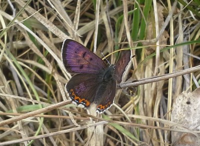 Lycaena helle