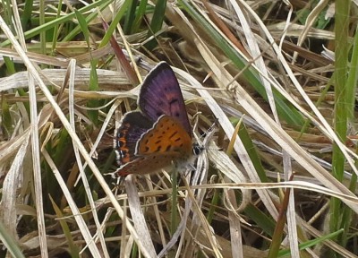 Lycaena helle