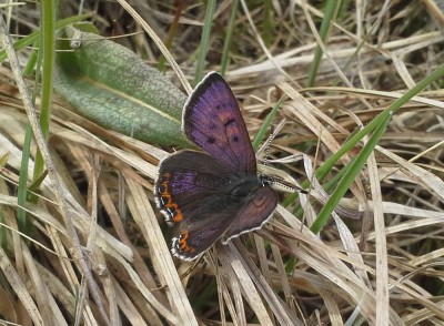 Lycaena helle