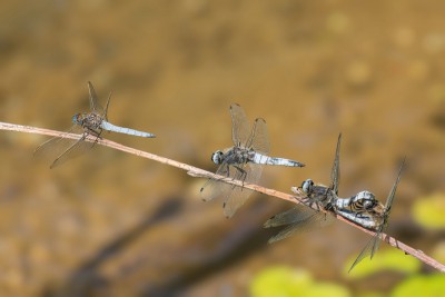 Lecicha mała (Orthetrum coerulescens) - samiec