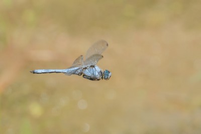 Lecicha południowa (Orthetrum brunneum) samiec