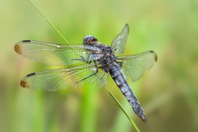 Ważka ruda samica androchromatyczna