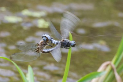 Ważka ruda - tandem