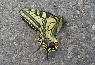 Papilio machaon