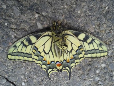 Papilio machaon