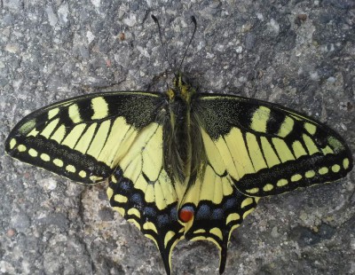 Papilio machaon