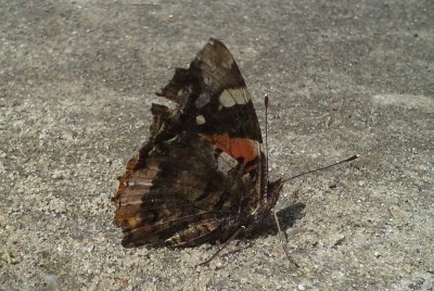 Vanessa atalanta