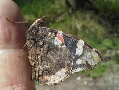 Vanessa atalanta