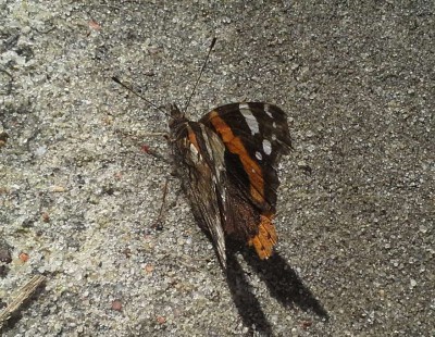 Vanessa atalanta