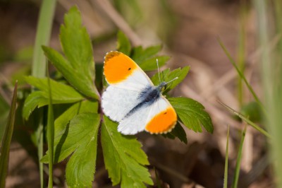 A. cardamines.jpg