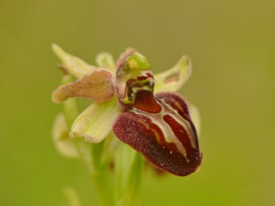Ophrys sp..jpeg