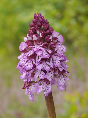 Orchis militaris.jpeg