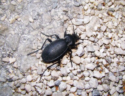 Carabus nocą.jpeg