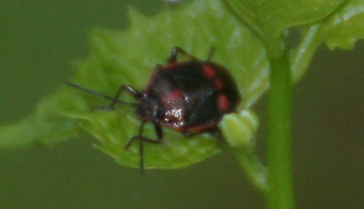 hemiptera3.jpg