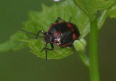 hemiptera3a.jpg