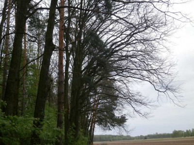 Fenologiczne opóźnienie - dęby jeszcze nie kwitną!