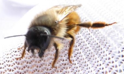 pszczoła 06-05-2017.JPG