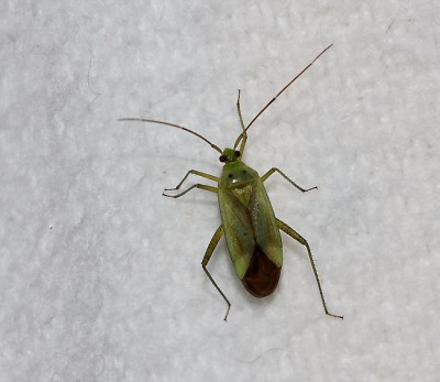 Adelphocoris_quadripunctatus.jpg