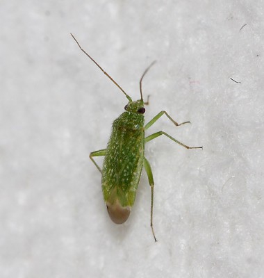 Orthotylus flavosparsus.jpg