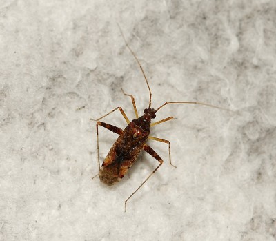 Phytocoris ulmi.jpg