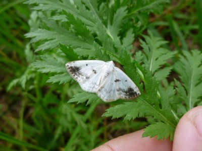 o) Lomographa temerata 06.05.2017 Wojszyn