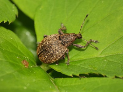 Liophloeus tessulatus 5.JPG