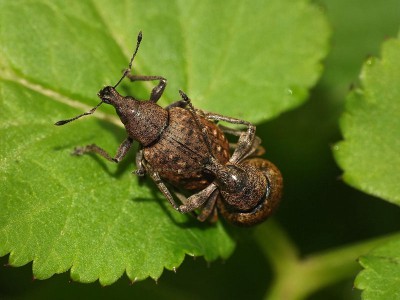 Liophloeus tessulatus 1.JPG