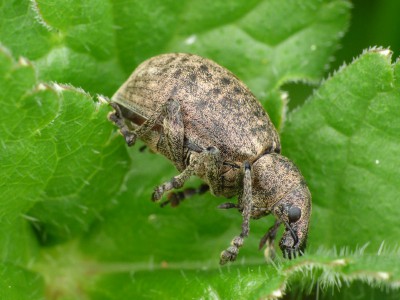 Liophloeus tessulatus 8.jpg