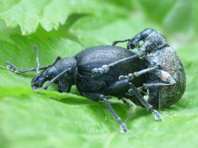 Liophloeus sp 1.jpg