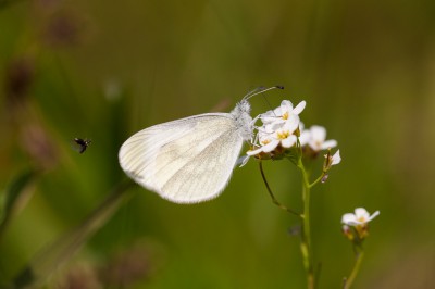 Leptidea sp..jpg