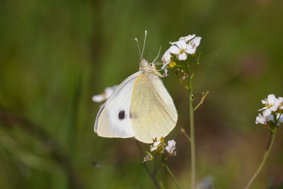 P. brassicae.jpg