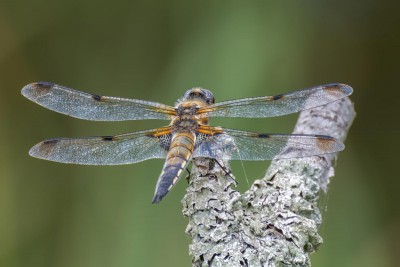 Samiec - f. praenubila