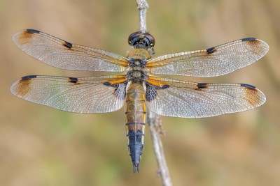 Samica - f. praenubila