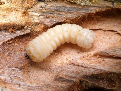Xylotrechus pantherisnus - dojrzała larwa pozyskana z pnia wierzby iwy