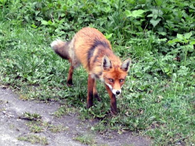 Vulpes vulpes - mało płochliwy osobnik odnotowany na parkingu w Zwierzyńcu w Puszczy Białowieskiej